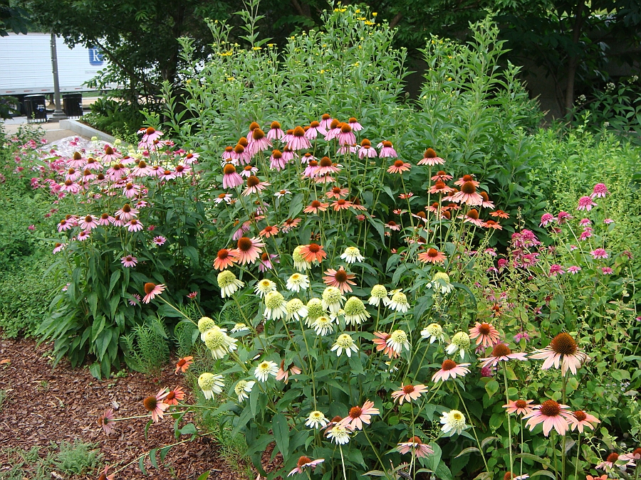Washington DC [2009 July 03] 061.JPG - Scenes from The Smithsonian Butterfly Habitat Garden